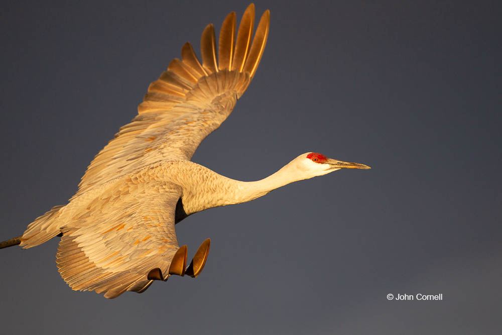Crane;Flying Bird;Grus canadensis;Photography;Sandhill Crane;action;active;aloft;behavior;birds;color image;flight;fly;flying;in flight;motion;movement;one animal;soar;soaring;wing;winged;wings